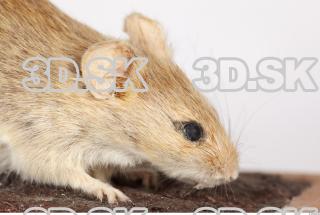 Mouse-Mus musculus 0020